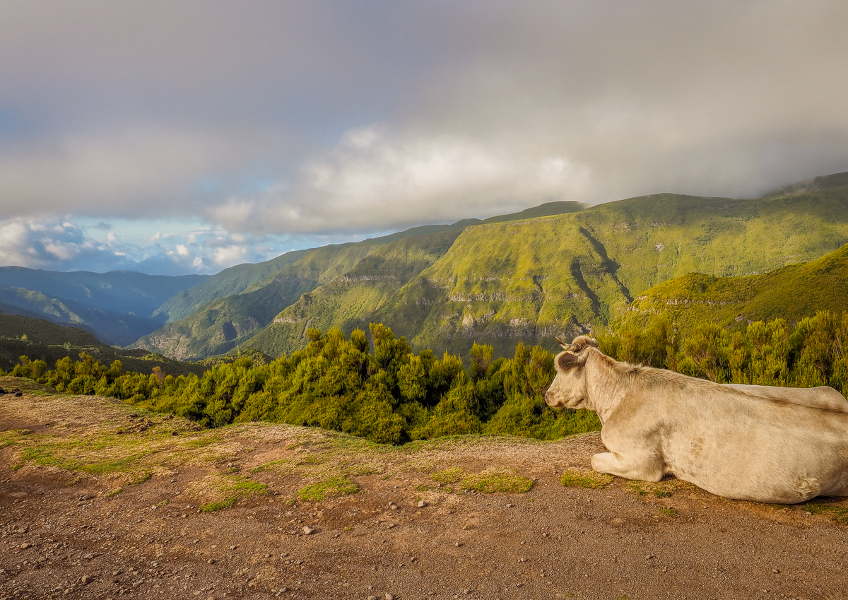 Contemplative Cow - James Lamb